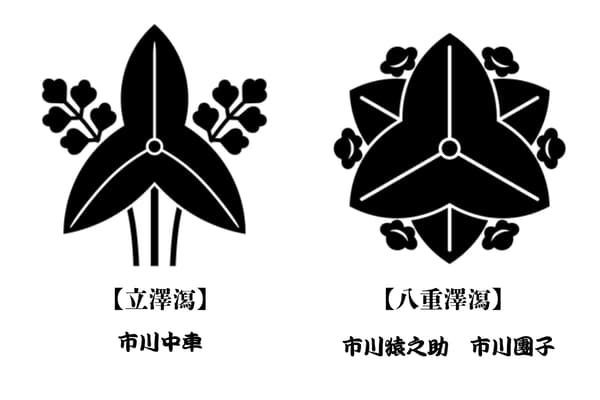 市川猿之助・團子の家紋「八重澤瀉」と市川中車の家紋「立澤瀉」